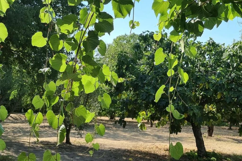 La Provencale Apartment Uzes Bagian luar foto